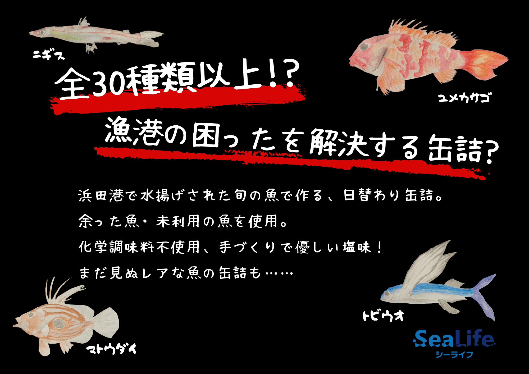 今朝の浜 毎朝かわる旬魚缶(12缶入り)